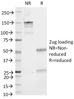 CD53 Antibody (161-2), Novus Biologicals:Antibodies:Primary Antibodies